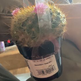 Photo of the plant species Mammillaria 'Ginsa Maru' by @PeppyCoralvine named Bonney on Greg, the plant care app