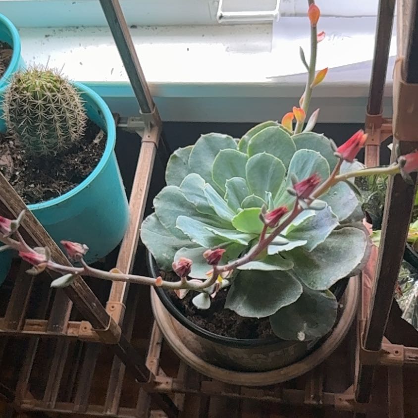 Photo of the plant species Succulent by @CalmSucc51 named Spike Leaves on Greg, the plant care app