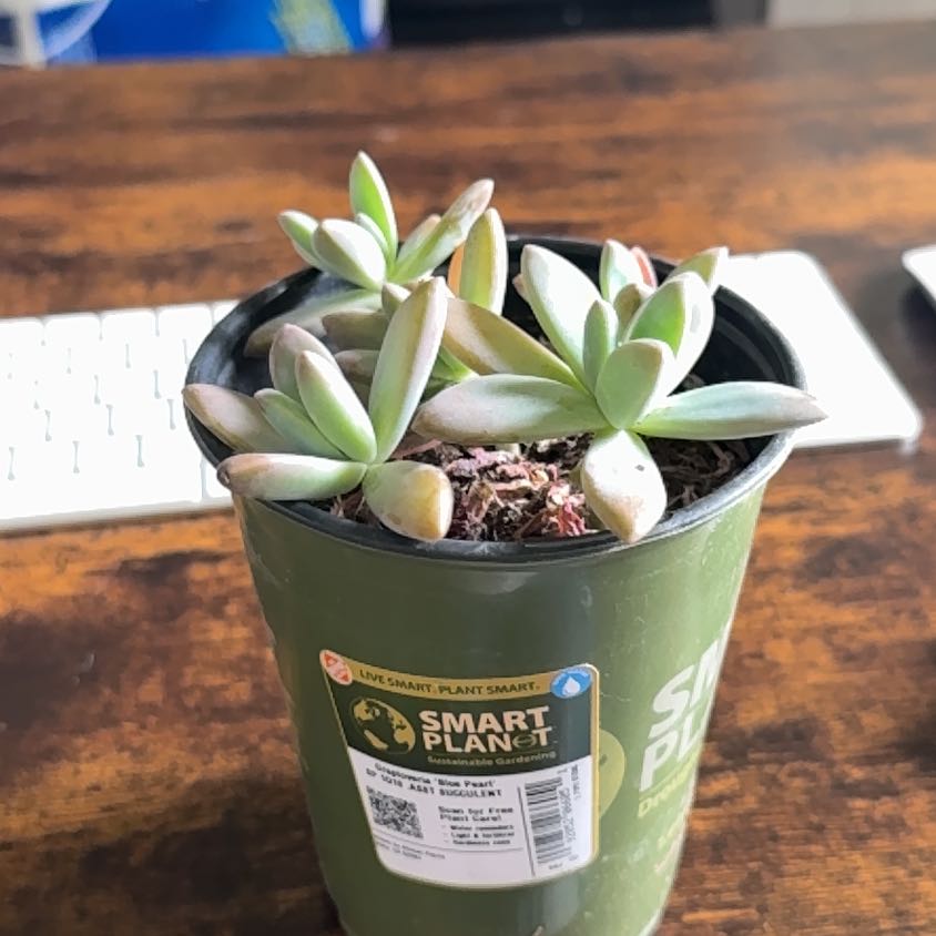 Photo of the plant species Blue pearl by @CalmSucc51 named Daphne on Greg, the plant care app