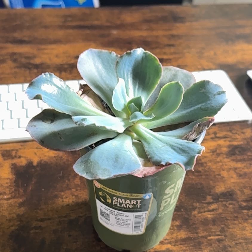 Photo of the plant species Echeveria 'Sahara' by @CalmSucc51 named Gregarious on Greg, the plant care app