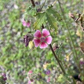 Photo of the plant species Cape Mallow by @GoldElkweed17 named da Vinci on Greg, the plant care app