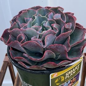 Photo of the plant species Echeveria 'River Blue' by @AwesomelyPeyote named Figyonce on Greg, the plant care app
