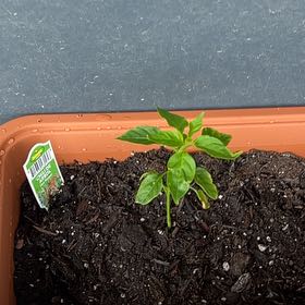 Photo of the plant species Hot Pepper by @IconHorminum19 named Apollo on Greg, the plant care app