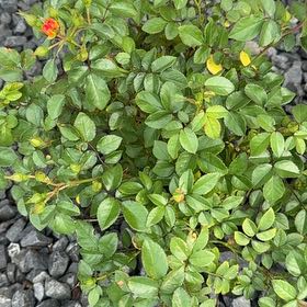 Photo of the plant species Apricot Drift Rose by @AdonicPlanty81 named Anne on Greg, the plant care app