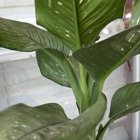Photo of the plant species Dumb Cane 'Tiki' by @Rose2319 named Drako on Greg, the plant care app