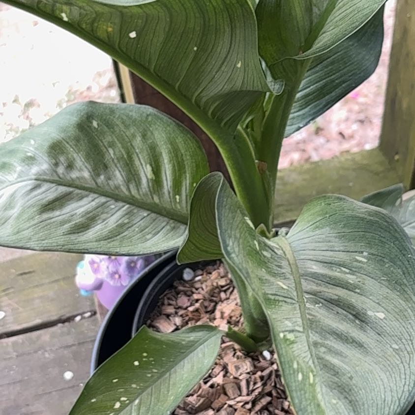 Photo of the plant species Dumb Cane 'Tiki' by @Rose2319 named Captain Plant-it on Greg, the plant care app