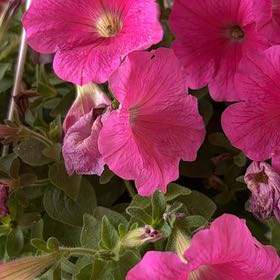 Photo of the plant species Trailing Petunia by @Rose2319 named Leaf Erickson on Greg, the plant care app