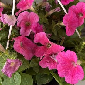 Photo of the plant species Trailing Petunia by @Rose2319 named Demi on Greg, the plant care app