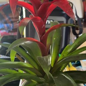 Photo of the plant species Red Bromeliad by @Rose2319 named Orlando Bloom on Greg, the plant care app