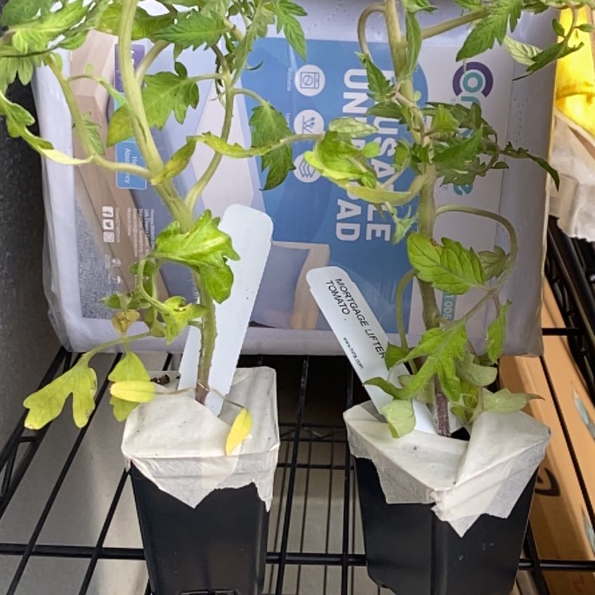 Photo of the plant species Mortgage Lifter Tomato by @FunKaraka41 named Lola on Greg, the plant care app