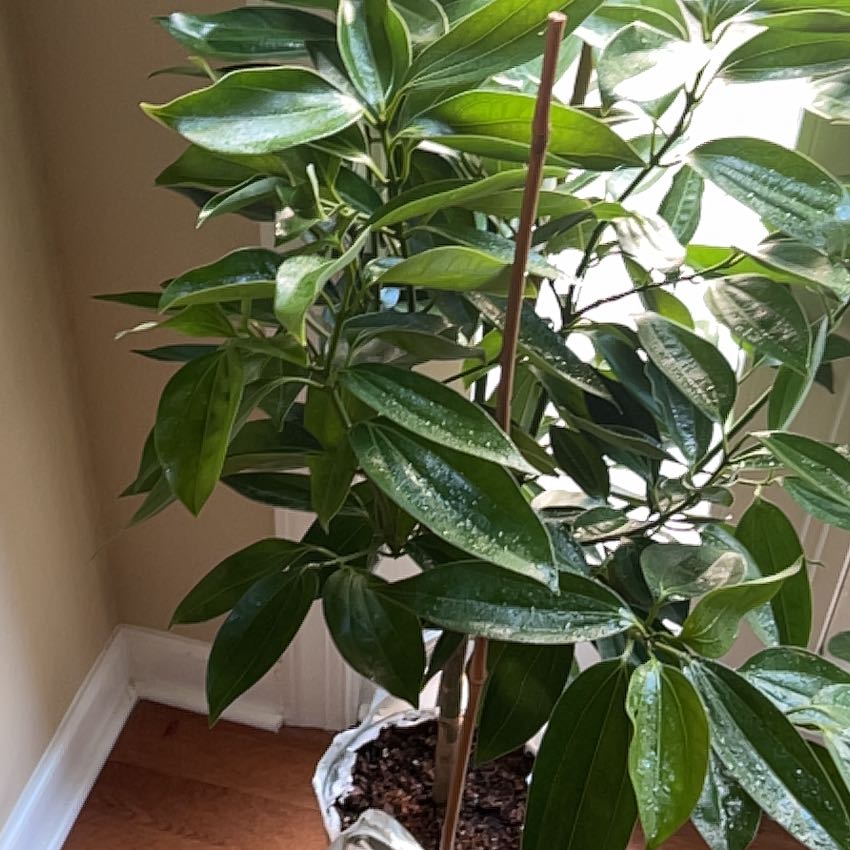 Photo of the plant species Cinnamon by @BossBlackgarlic named Abundance on Greg, the plant care app