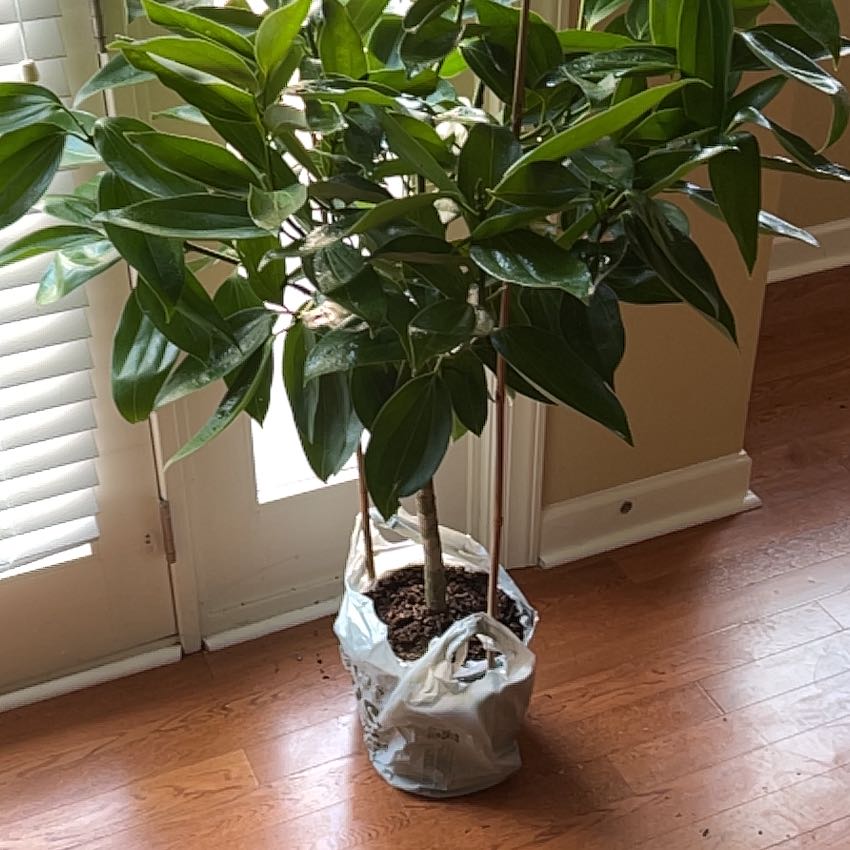 Photo of the plant species Cinnamon by @BossBlackgarlic named Direct Deposit on Greg, the plant care app