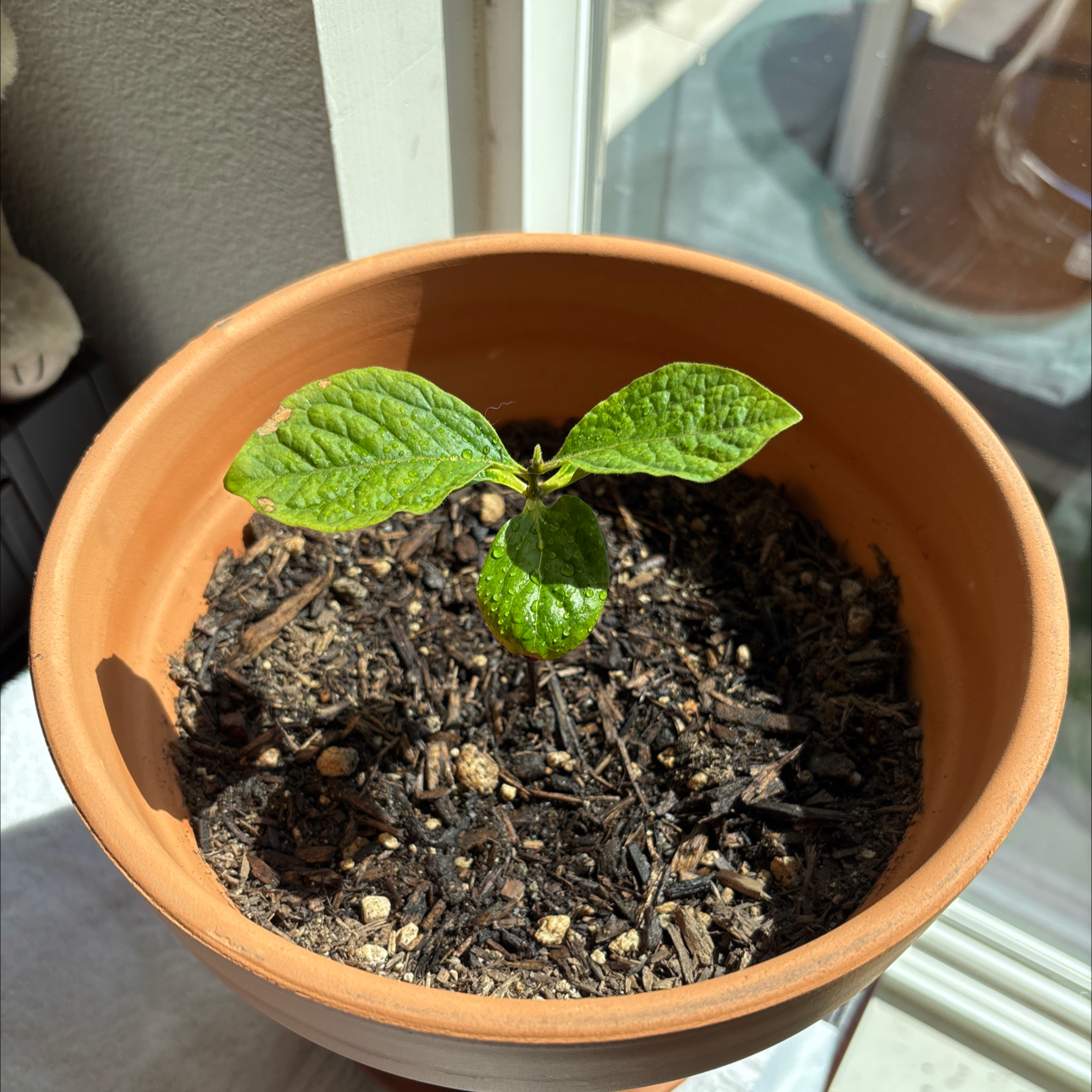 Photo of the plant species Fuyugaki Persimmon by @DynamiteCashew named Drake on Greg, the plant care app