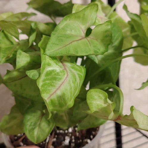 Photo of the plant species Syngonium 'Cream' by @LimberPinkpoui named Pax on Greg, the plant care app