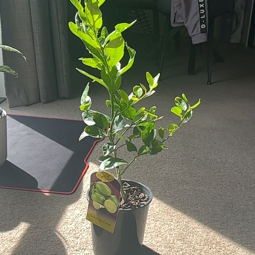 Photo of the plant species Tahitian Lime by @ClearcutYuzu81 named Limo on Greg, the plant care app