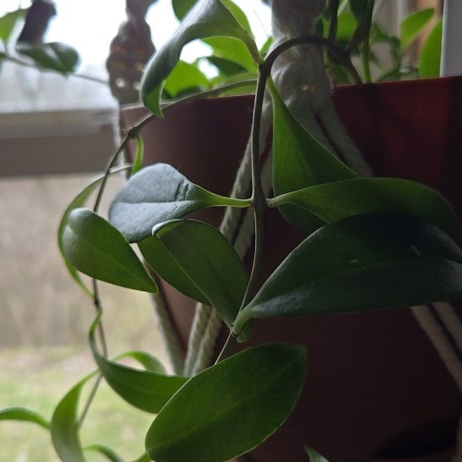 Plant care for African Violet 'Maxi Specialty Curly Ocean' on Greg, the plant care app