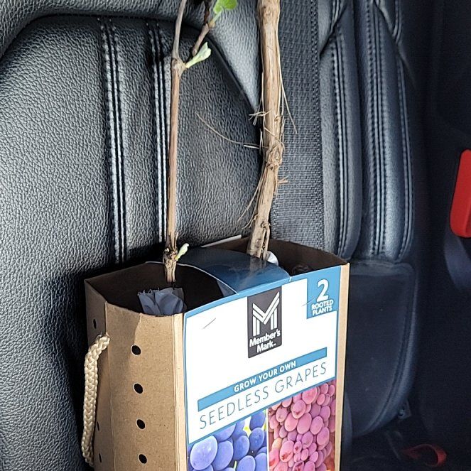 Photo of the plant species Canadice Grape by @EarthyFeverfew named Marley on Greg, the plant care app