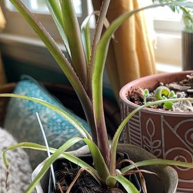 Photo of the plant species Billbergia 'Teng ee' by @NeatCorn53 named Gomez on Greg, the plant care app