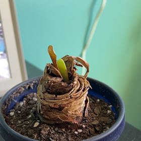 Photo of the plant species Hippeastrum 'Red Lion' by @NeatCorn53 named Austen on Greg, the plant care app