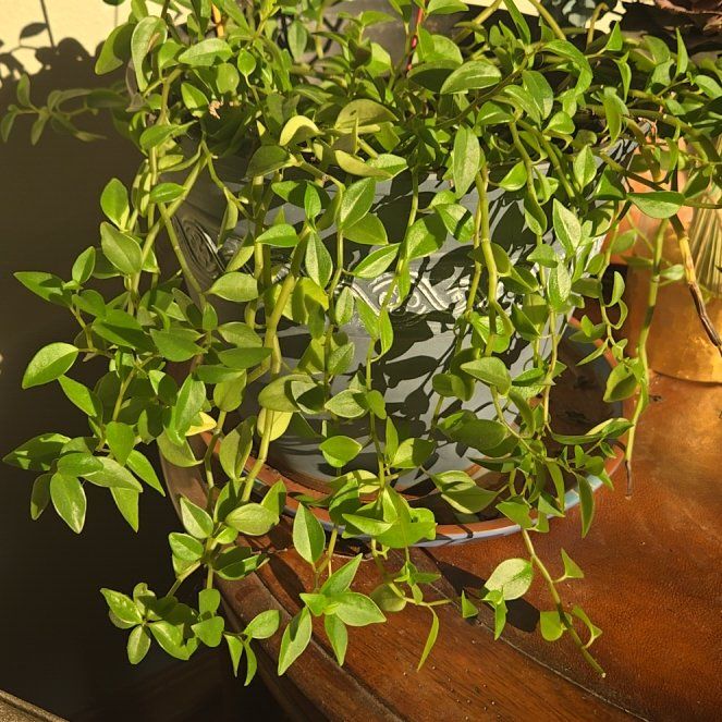 Photo of the plant species Amigo Marcello by @LordlyCoyotillo named Rosa on Greg, the plant care app