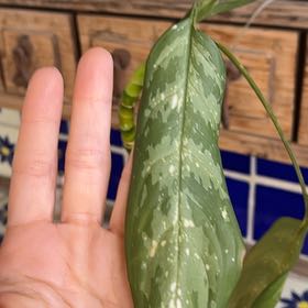 Photo of the plant species Aglaonema 'Maria' by @SugarJonquil95 named Sonora on Greg, the plant care app