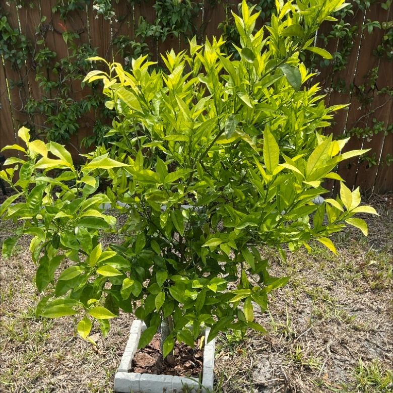 Photo of the plant species Meyer Lemon Tree by @AlertFlamevine named Figyonce on Greg, the plant care app