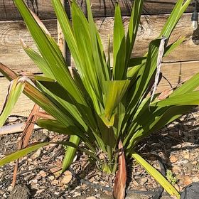Photo of the plant species Cape Bugle-Lily by @FreeAdelinia18 named Daphne on Greg, the plant care app