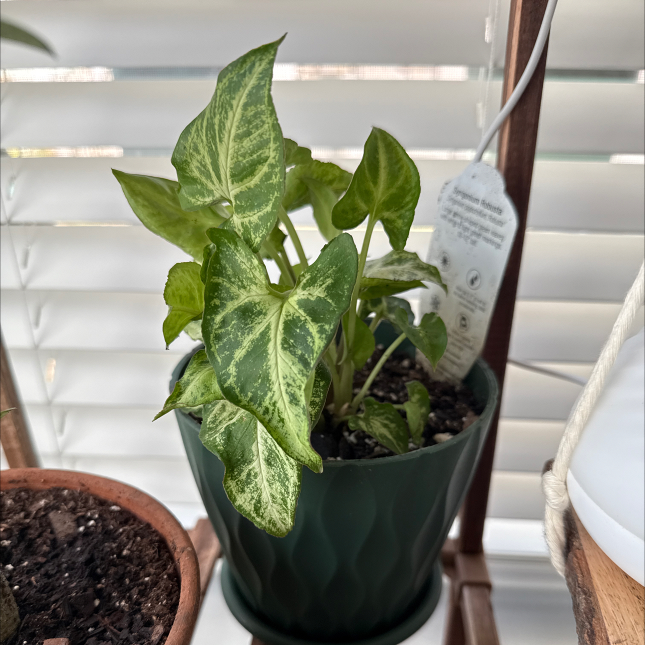 Photo of the plant species Arrowhead Plant by @ZealCentro26 named Anne on Greg, the plant care app