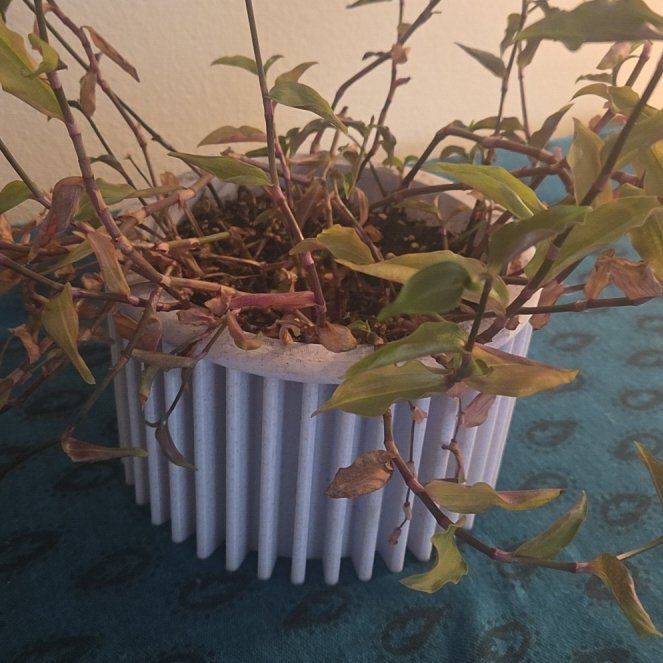 Photo of the plant species Tradescantia Blushing Bride by @FamedPixiecap71 named B - Lydia on Greg, the plant care app