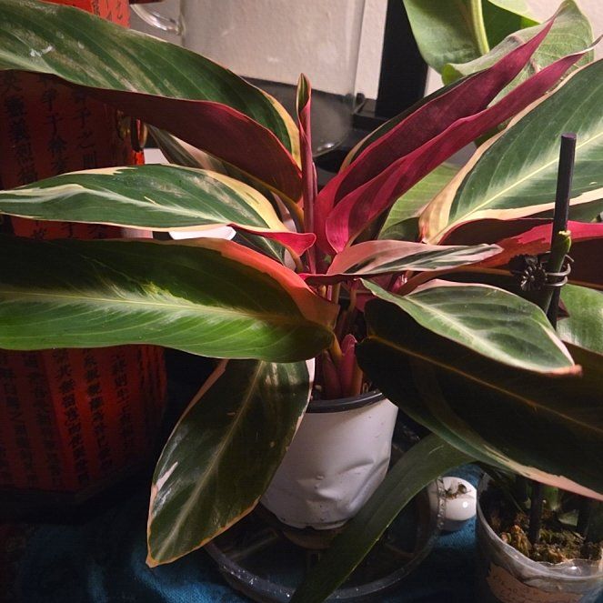Photo of the plant species Stromanthe Triostar by @FamedPixiecap71 named B - Star on Greg, the plant care app