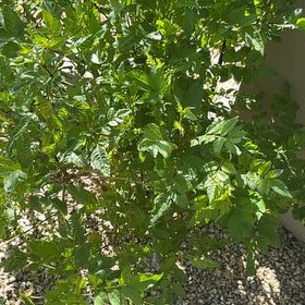 Photo of the plant species Cape Honeysuckle by @ExecPinkbubble named Sage on Greg, the plant care app