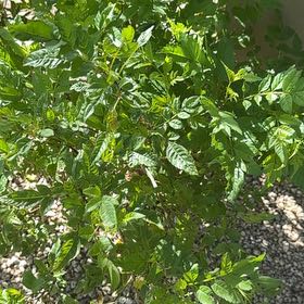 Photo of the plant species Cape Honeysuckle by @ExecPinkbubble named Dolores on Greg, the plant care app