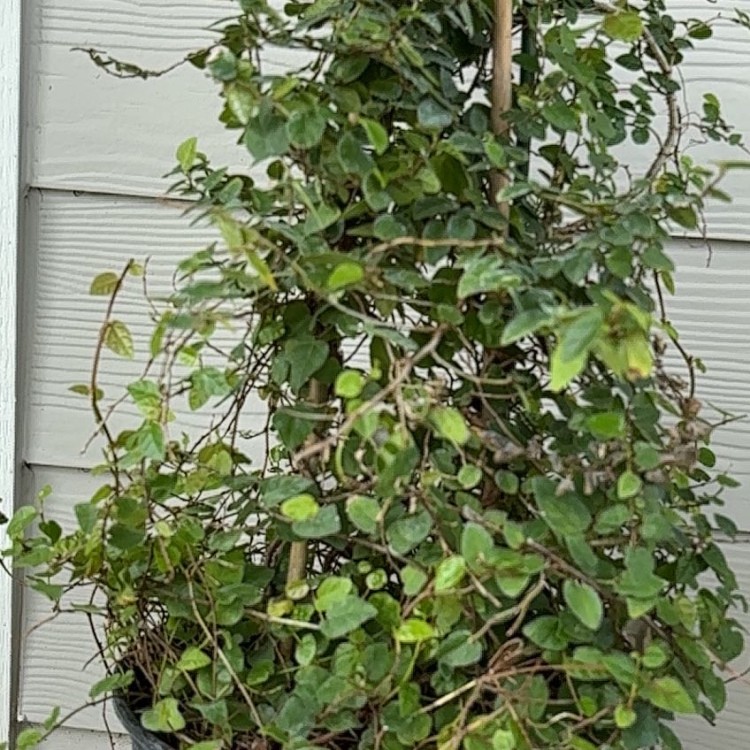 Photo of the plant species fig ivy by @SkilledOnion51 named Hamilton on Greg, the plant care app