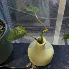 Photo of the plant species Lemon Meringue Pothos by @ggo named Maya on Greg, the plant care app