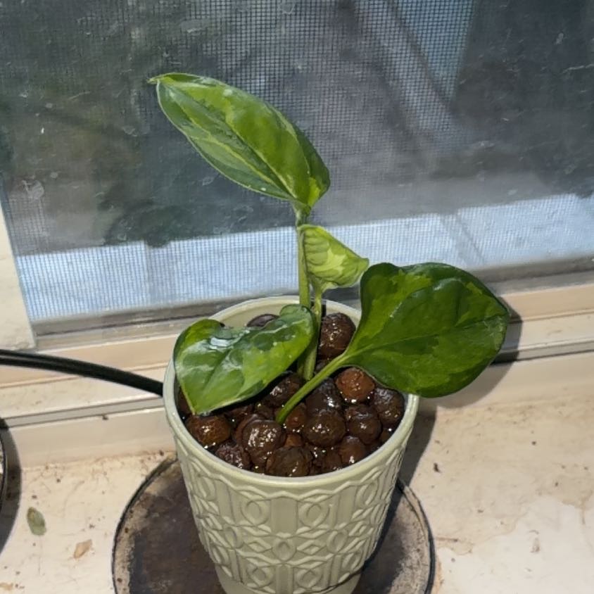 Photo of the plant species Lemon Meringue Pothos by @ggo named Morgan Treeman on Greg, the plant care app