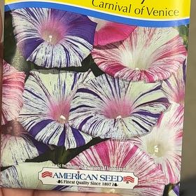 Photo of the plant species Morning Glory 'Carnival of Venice' by @ReliableNapaea named Terra on Greg, the plant care app