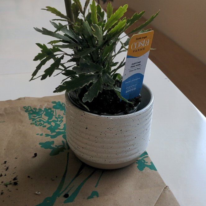 Photo of the plant species Gold Crest False Aralia by @RadKahikatea78 named False Aralia on Greg, the plant care app