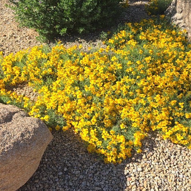 Photo of the plant species Glandular Cape Marigold by @FunnyLimebasil named Marigold on Greg, the plant care app