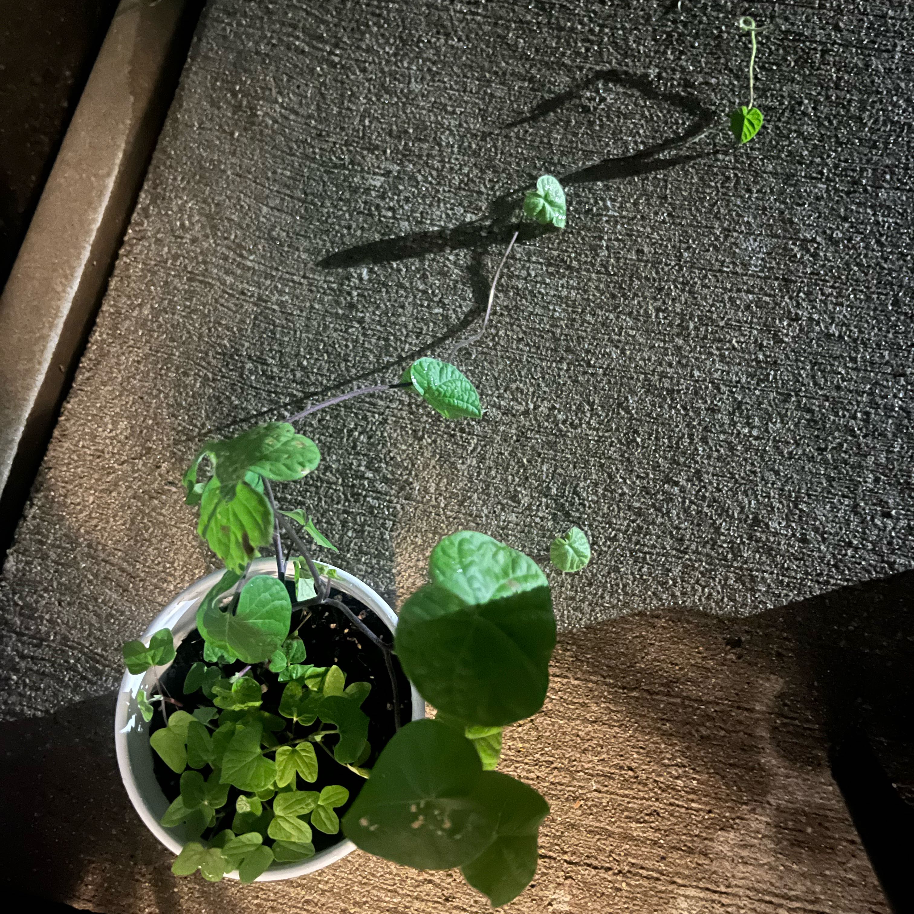 Photo of the plant species Common Morning Glory by @Aquaaa named Azyah on Greg, the plant care app