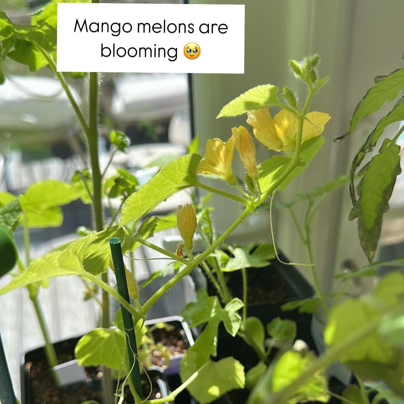 Photo of the plant species Mangomel by @evybenita named Winston on Greg, the plant care app