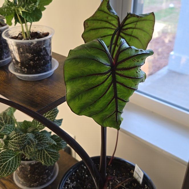 Photo of the plant species Colocasia by @demortae named Tut on Greg, the plant care app