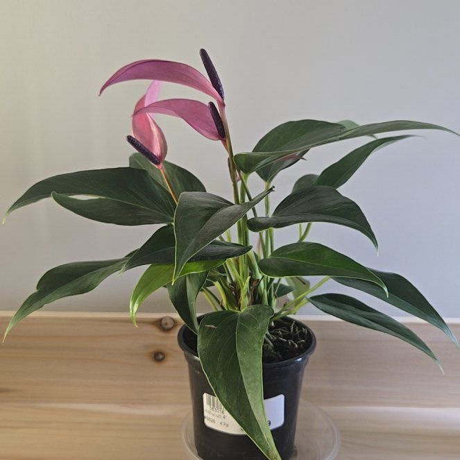 Photo of the plant species Anthurium Purple by @demortae named Lebron on Greg, the plant care app