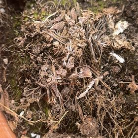 Photo of the plant species Garden Angelica by @GoodyBaytree83 named Nemo on Greg, the plant care app