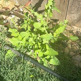 Photo of the plant species Indian-Ink by @GoodyBaytree83 named Plato on Greg, the plant care app