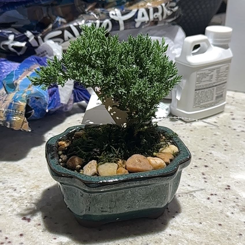 Photo of the plant species Japanese Juniper Bonsi by @FullGraypine named Osmo on Greg, the plant care app