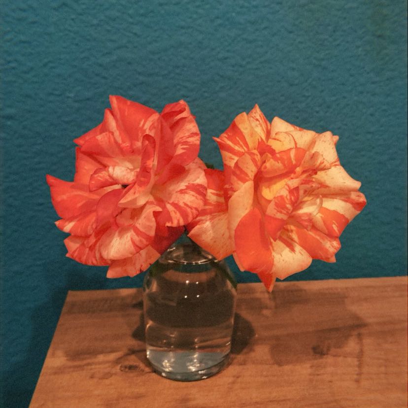 Photo of the plant species Camille Pissarro Rose by @SunnyCapealoe named Camille Pissarro on Greg, the plant care app