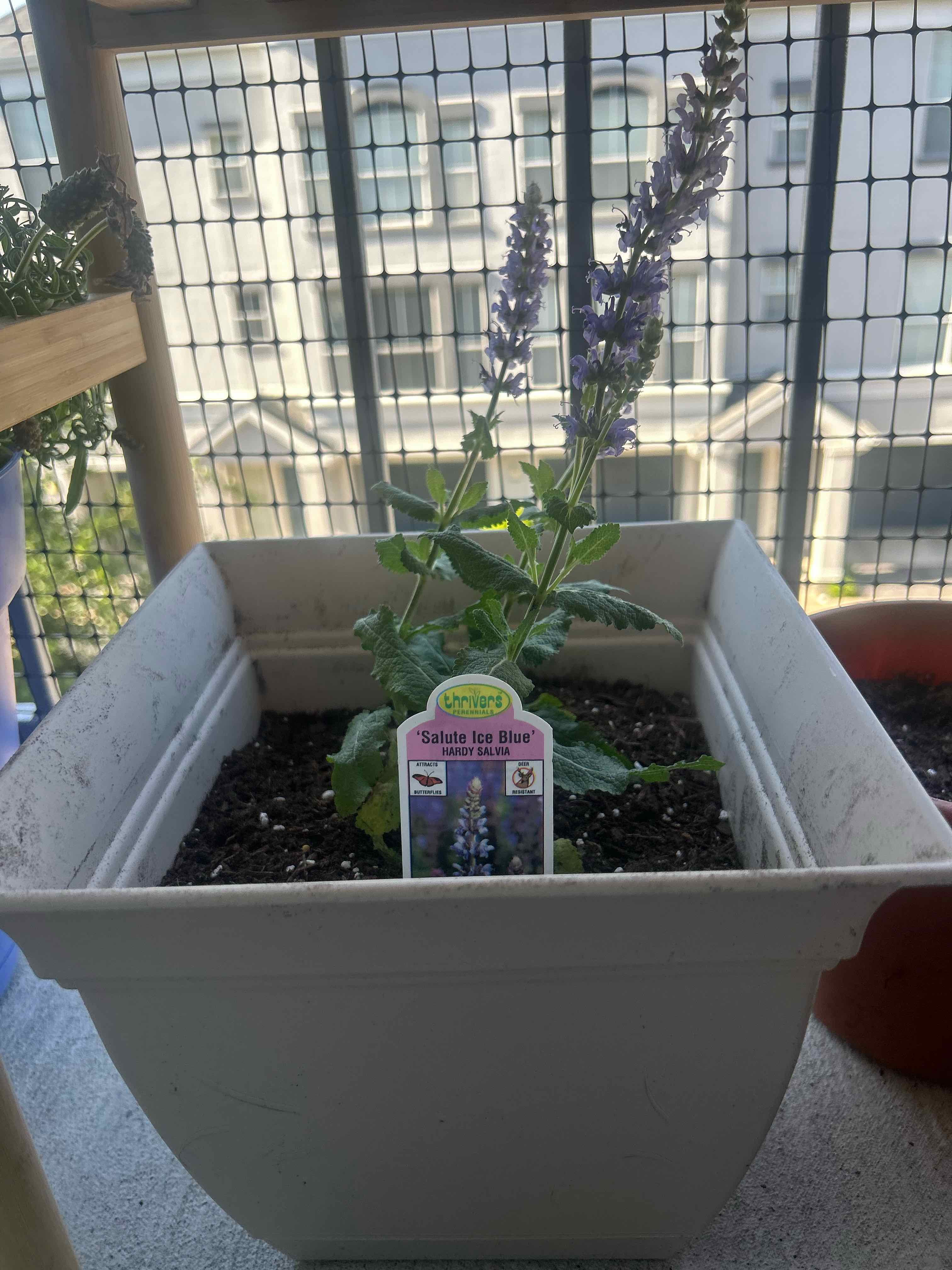 Photo of the plant species Salute Ice Blue Meadow Sage by @BigLantana24 named Marley on Greg, the plant care app
