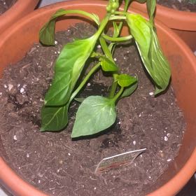 Photo of the plant species Cubanelle Pepper by @BigLantana24 named Daphne on Greg, the plant care app