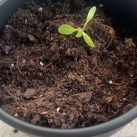 Photo of the plant species Cauliflower by @BigLantana24 named Sherlock on Greg, the plant care app