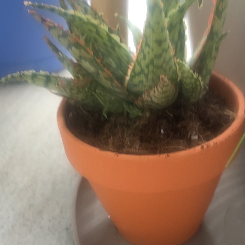 Photo of the plant species Aloe 'Mauna Kea' by @BigLantana24 named Captain Plant-it on Greg, the plant care app